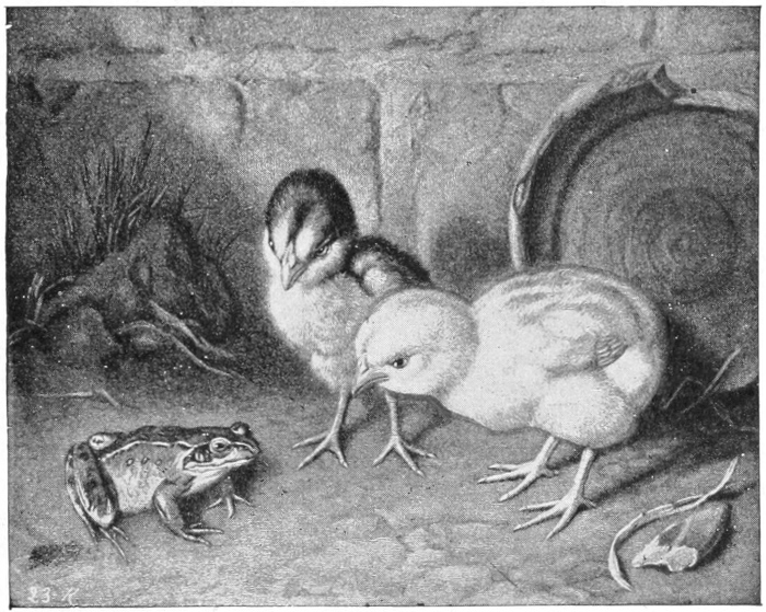 chicks and frog