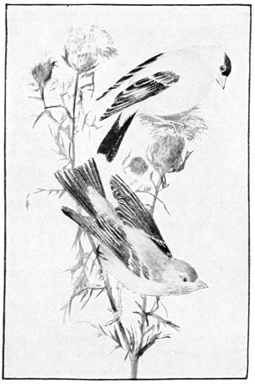 goldfinches