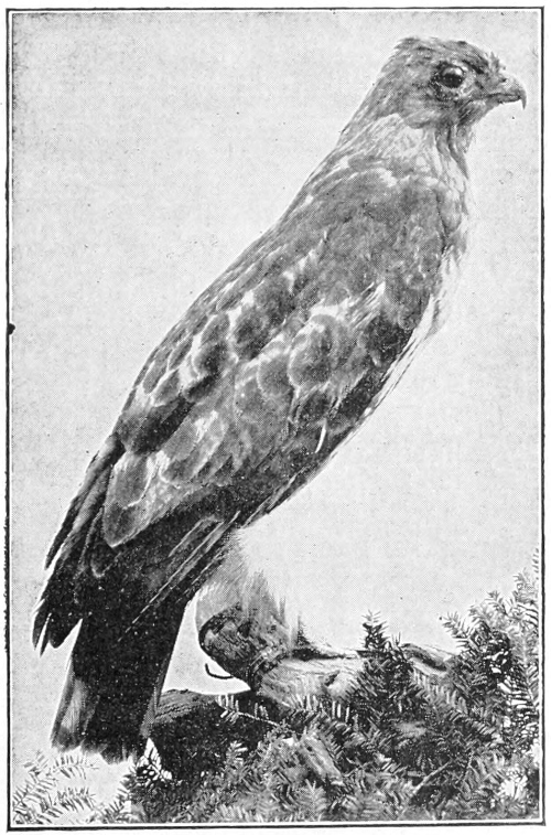 Red-tailed hawk