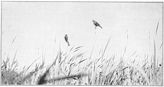 Birds in a field