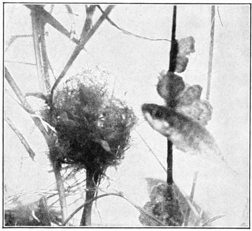 Stickleback and next