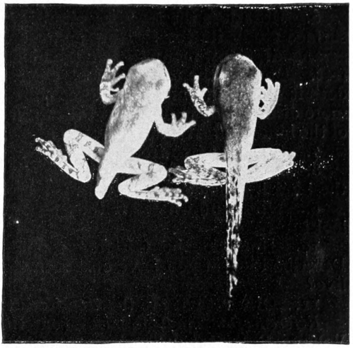 Tree-frog tadpoles