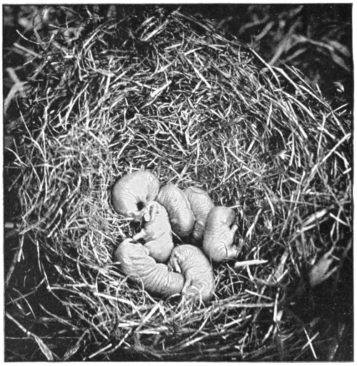 Young mice