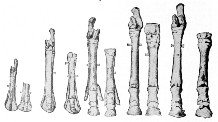 horse hoofs