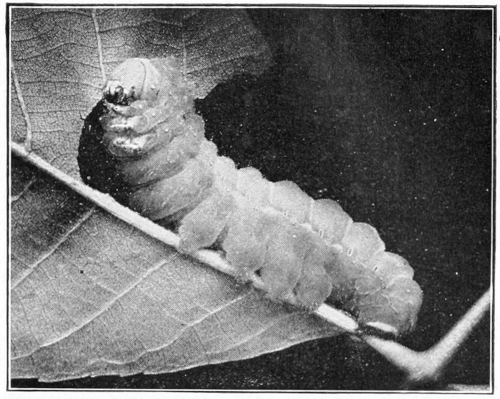 Luna moth caterpillar