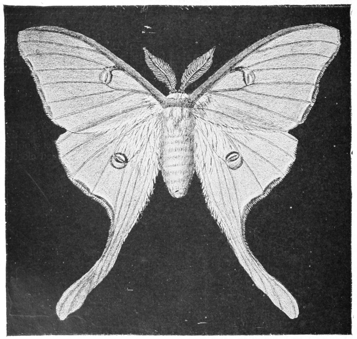 Luna moth