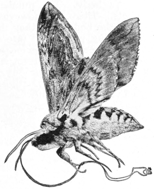 Sphinx moth