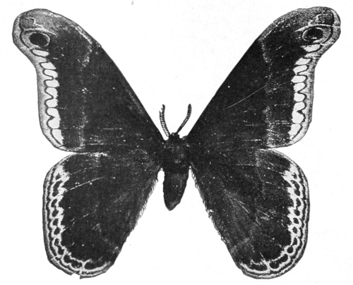 Male promethea