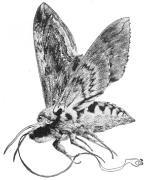 Tobacco sphinx