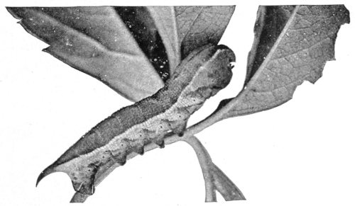 Myron sphinx caterpillar