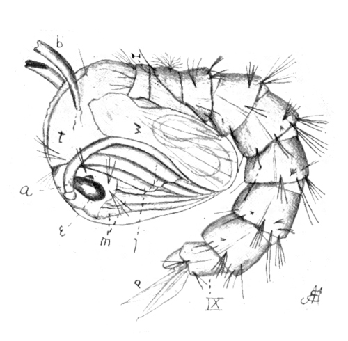 Pupa of mosquito