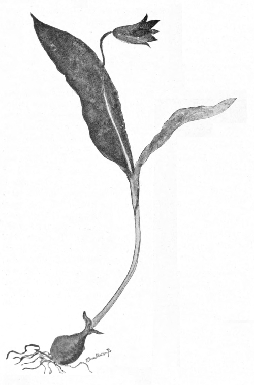 Adder's tongue