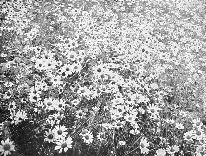 Meadow