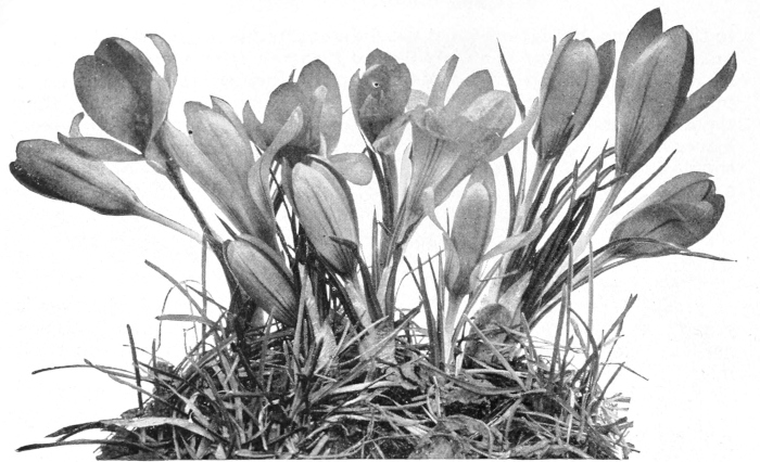 Crocus