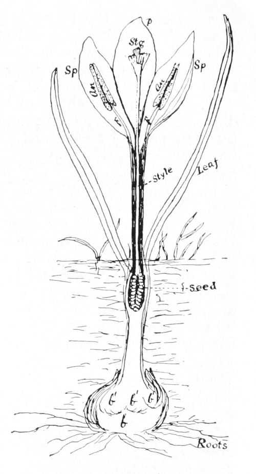Crocus parts