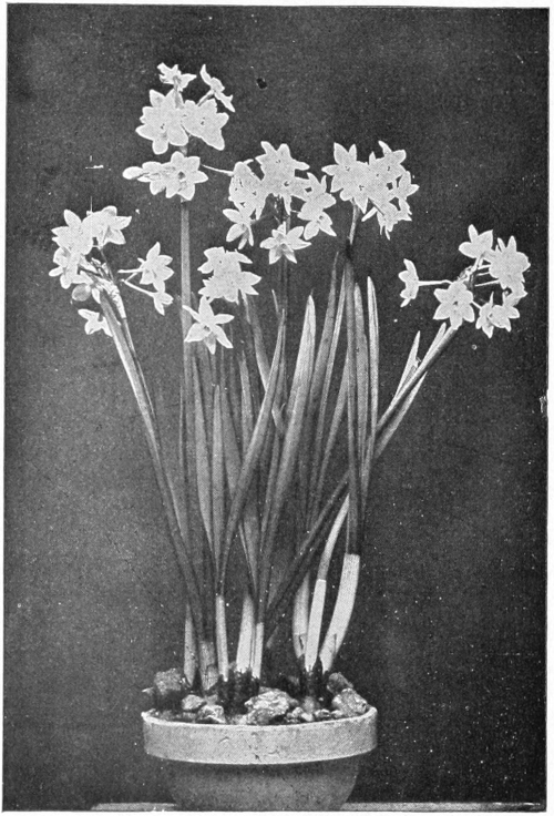 Narcissus