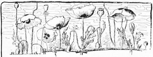 Poppies