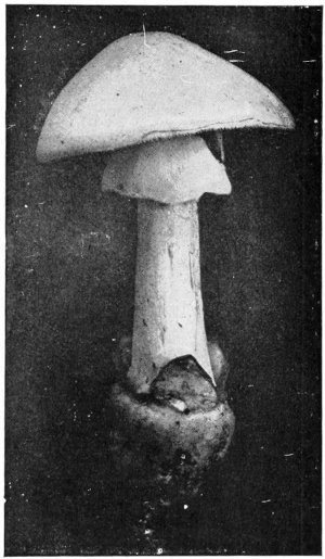 Amanita