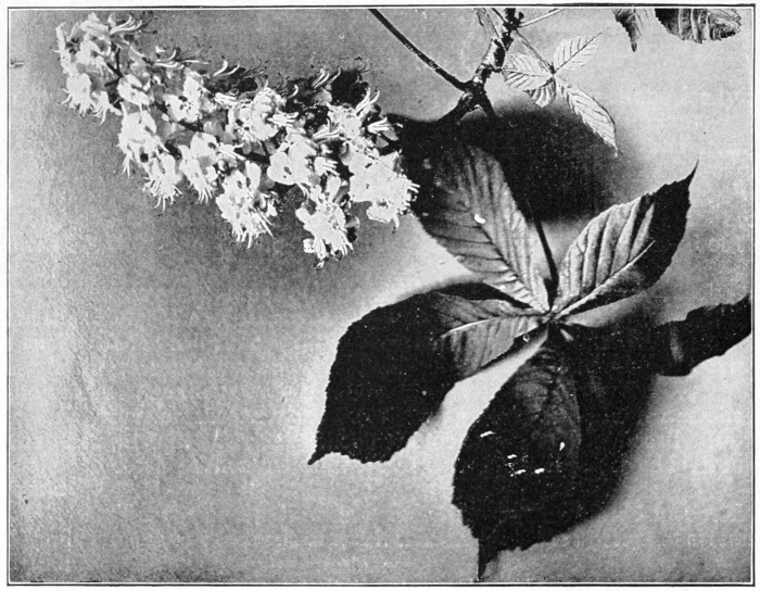 Horse chestnut blossoms