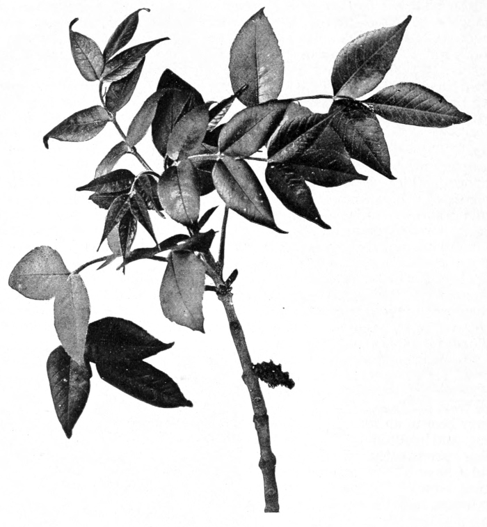 White ash blossoms