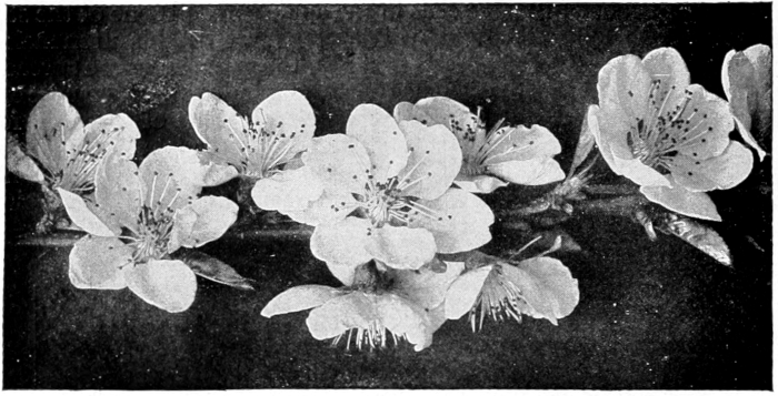 Apple blossoms