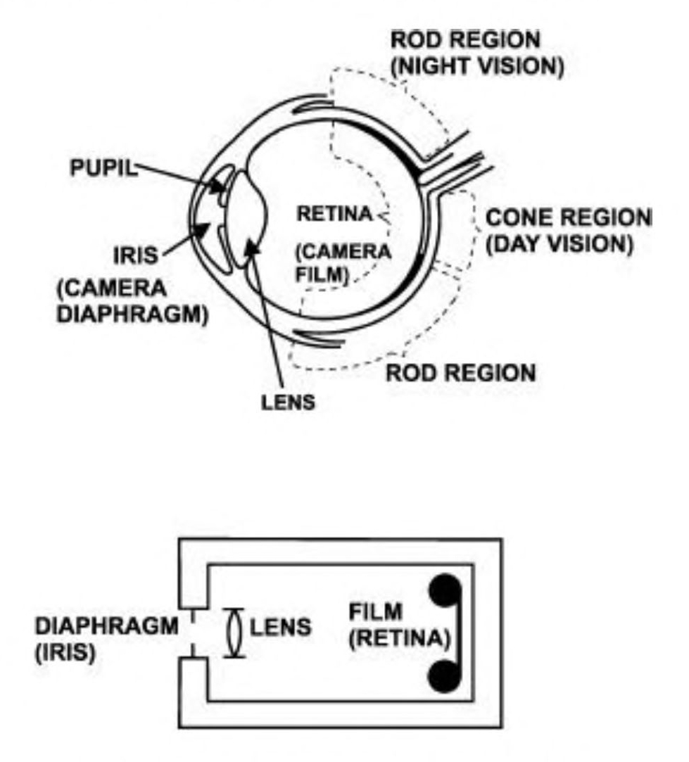 Sketch of the cross-section of a human eye and one of a simple camera; the eye sketch shows the pupil, iris (camera diaphragm), lens, and retina (camera film) with rod and cone regions for night and vision, respectively; the camera sketch is a rectangle with an opening on one side identified as the diaphragm (iris), a lens on the inside of the opening, and a roll of film (retina) stretched across the opposite end of the interior of the rectangle.