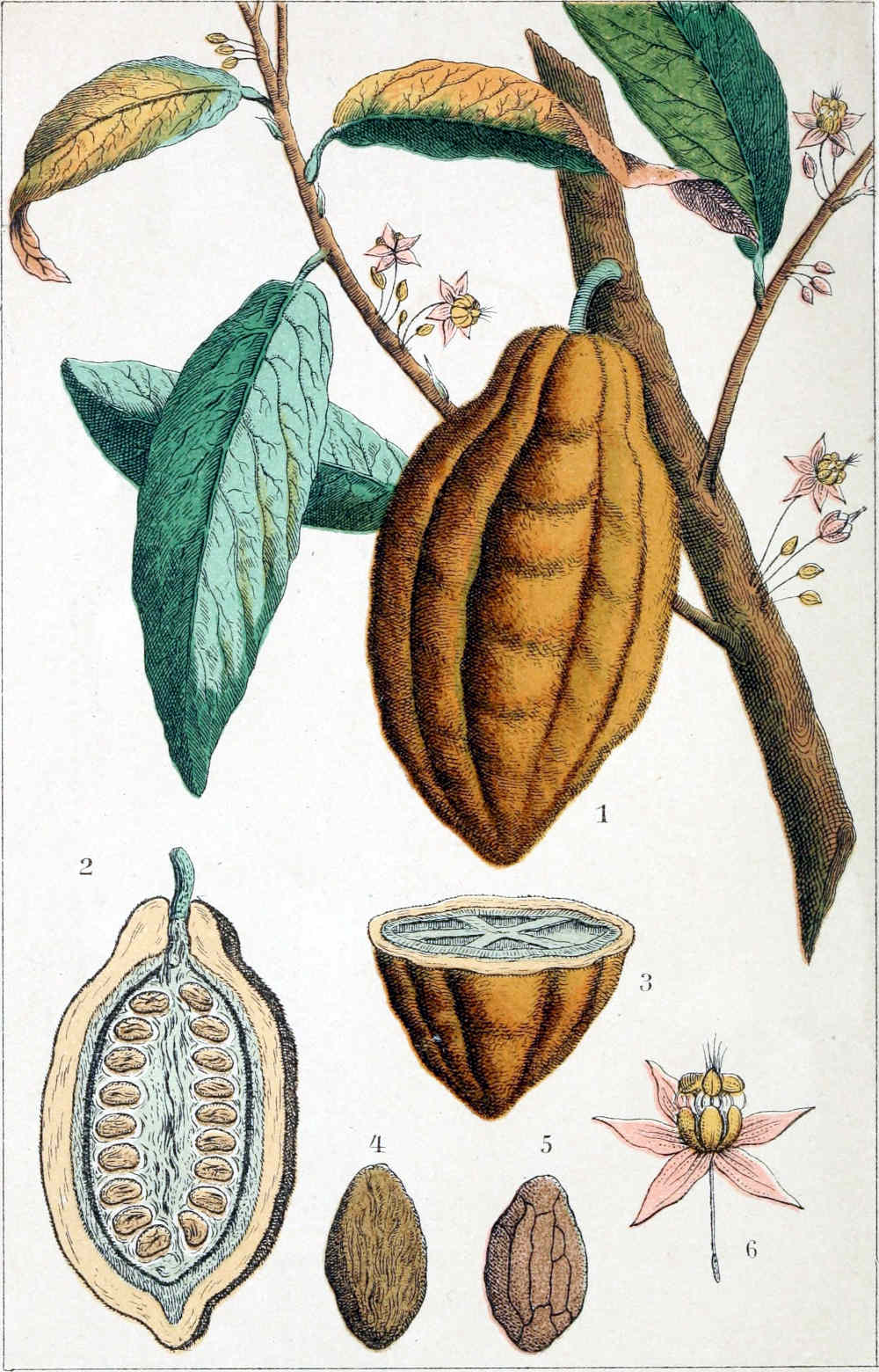 Anatomy of a cacao plant and fruit