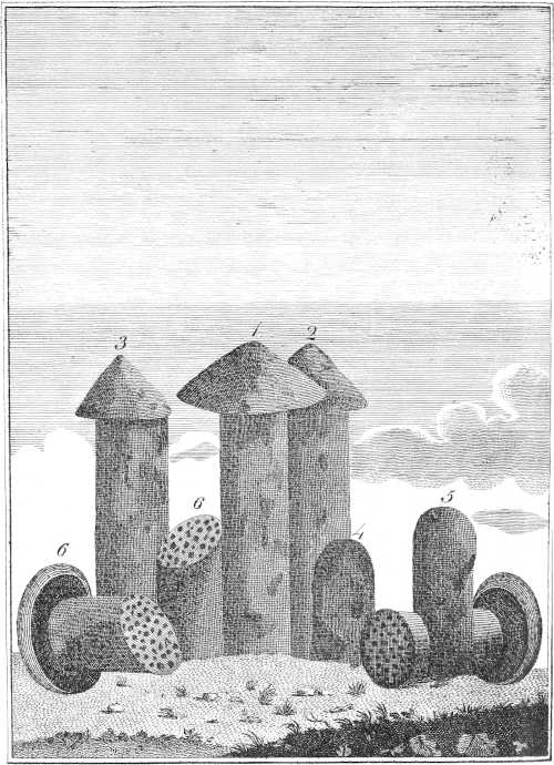 [Illustration]